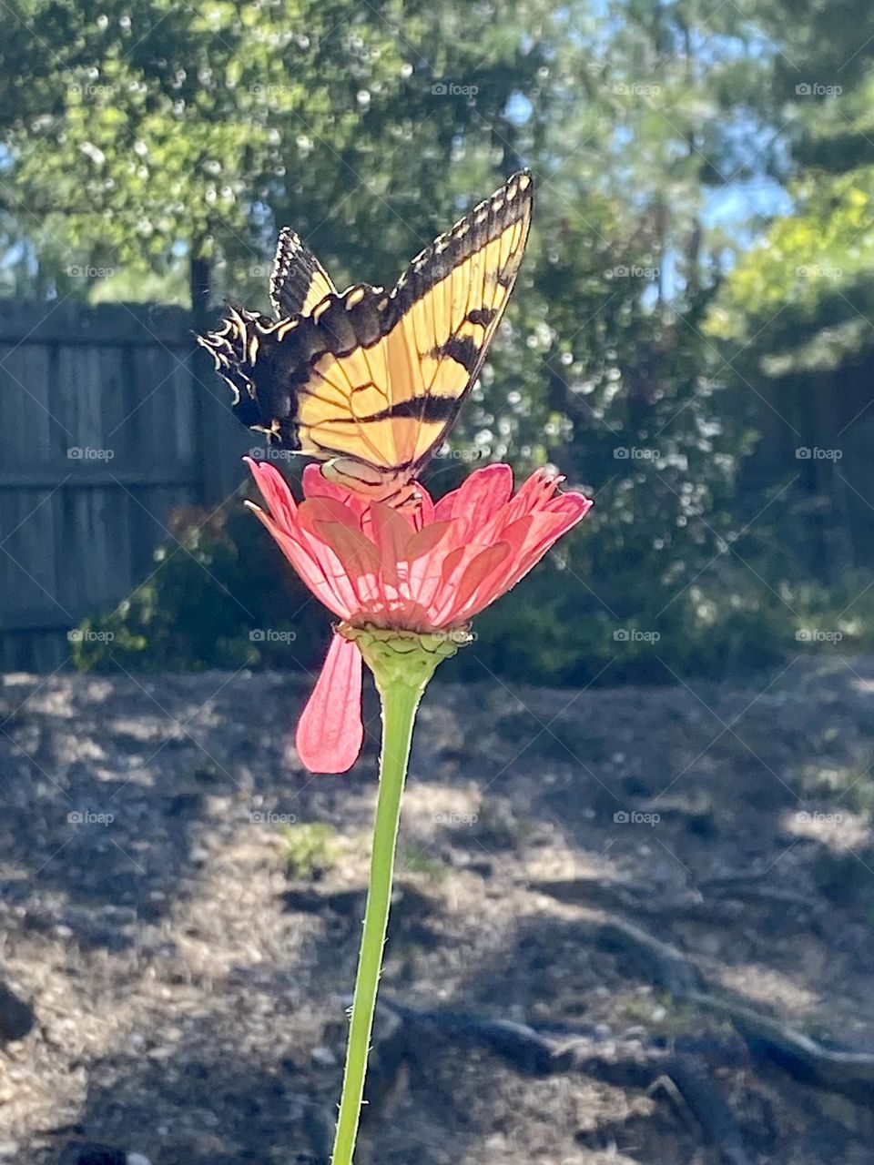 Sunlit eastern yellow swallowtail butterfly on zinnia 