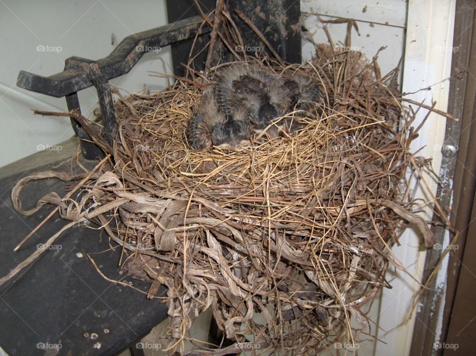 Robin nest - stage 3