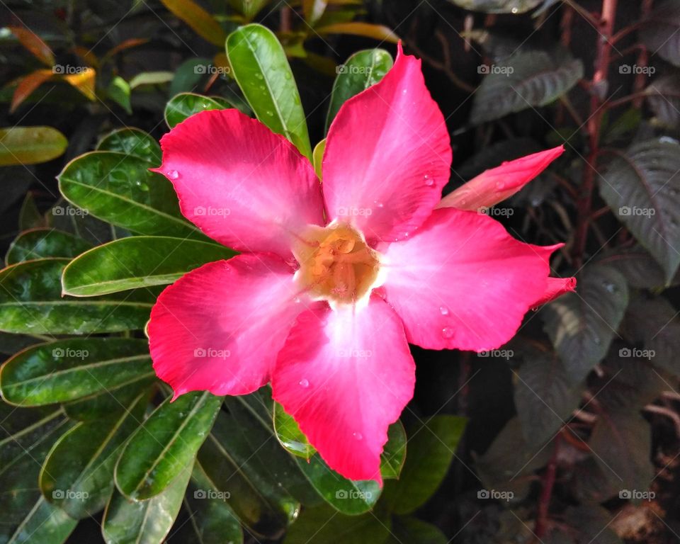 Pink flower on the park