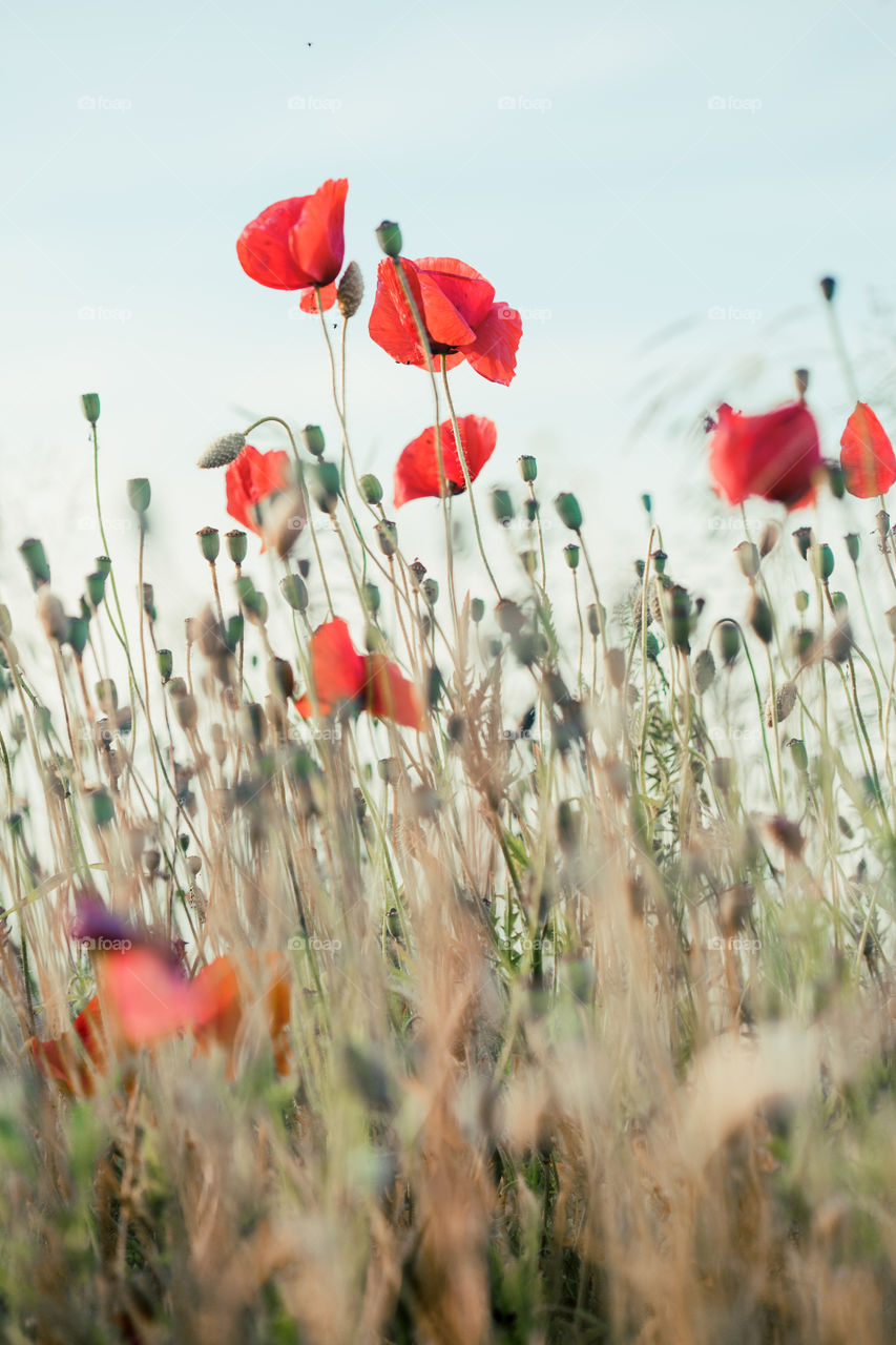 Poppies flowers and other plants in the field. Flowery meadow flooded by sunlight in the summer