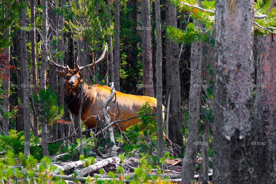 Elk in the jungle in Yellowstone