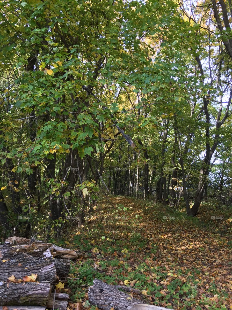 Autumn in the forest 