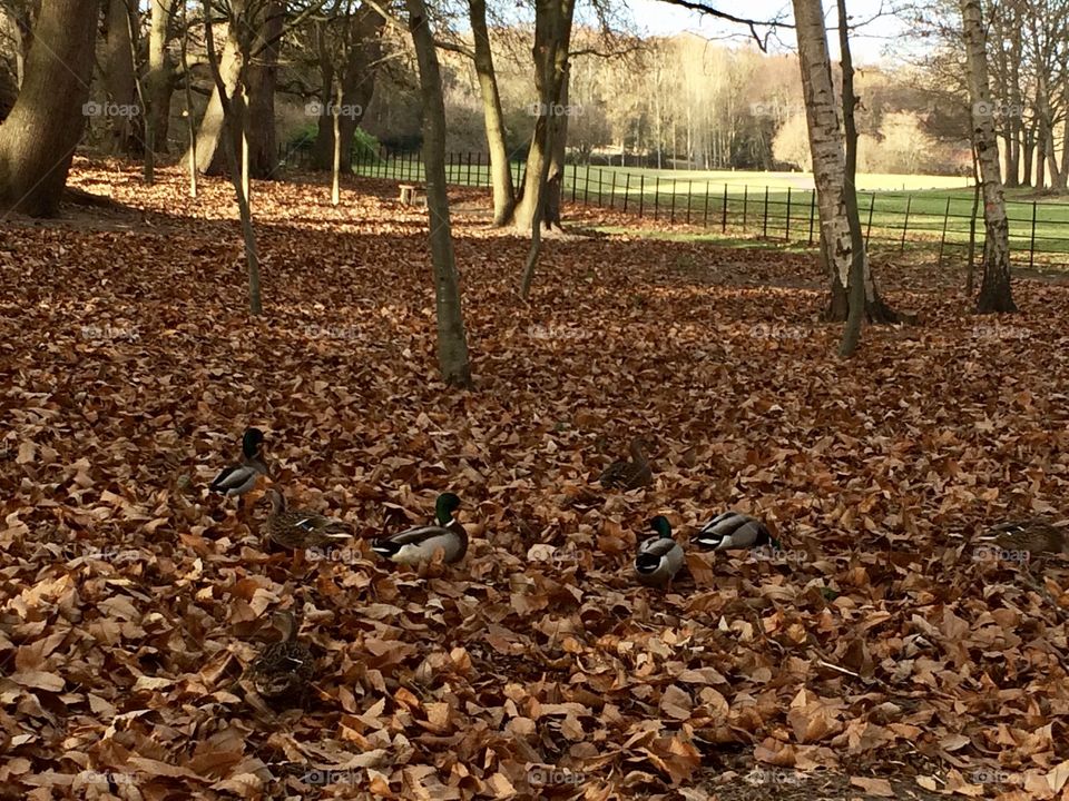 Mallard ducks camouflaging themselves whilst foraging in December autumn leaves.