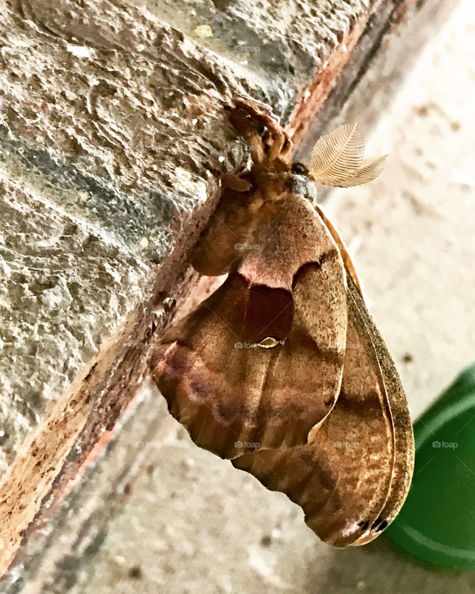 Giant brown fuzzy moth on brick wall