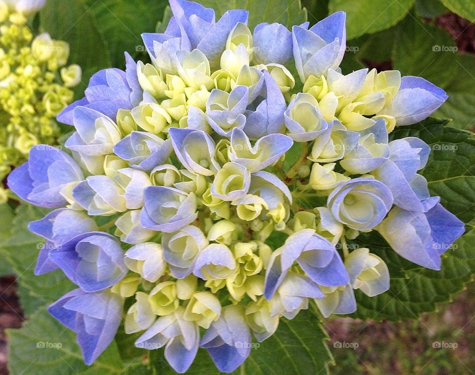 Blue hydrangea