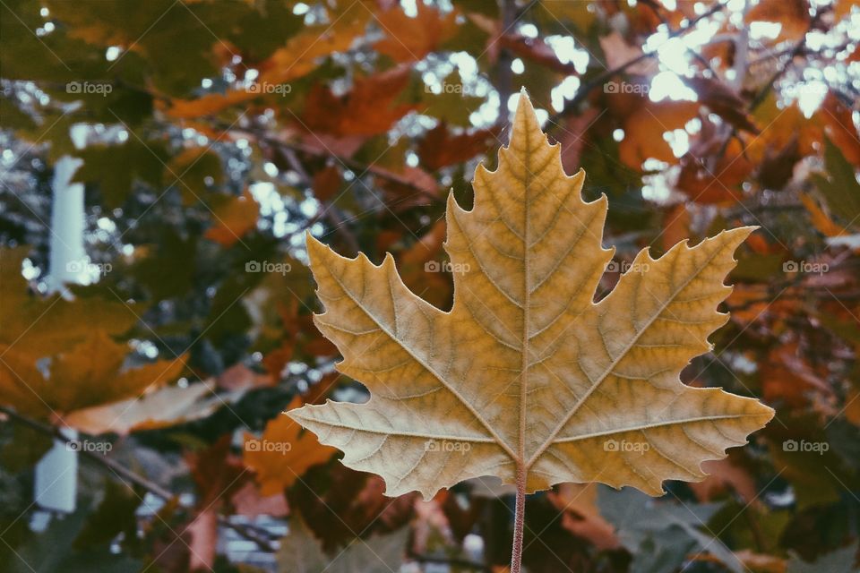 Autumn love 🍁