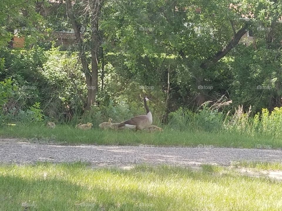 baby geese out for a walk