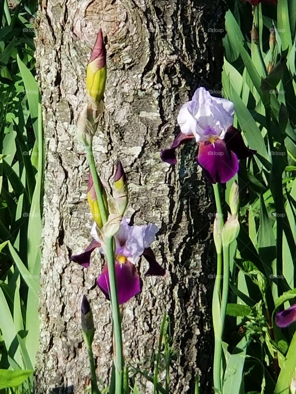 Dark and Light Purple Iris