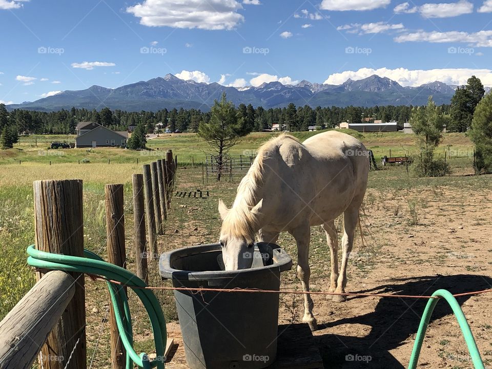 Horse eating - Colorado Mountains