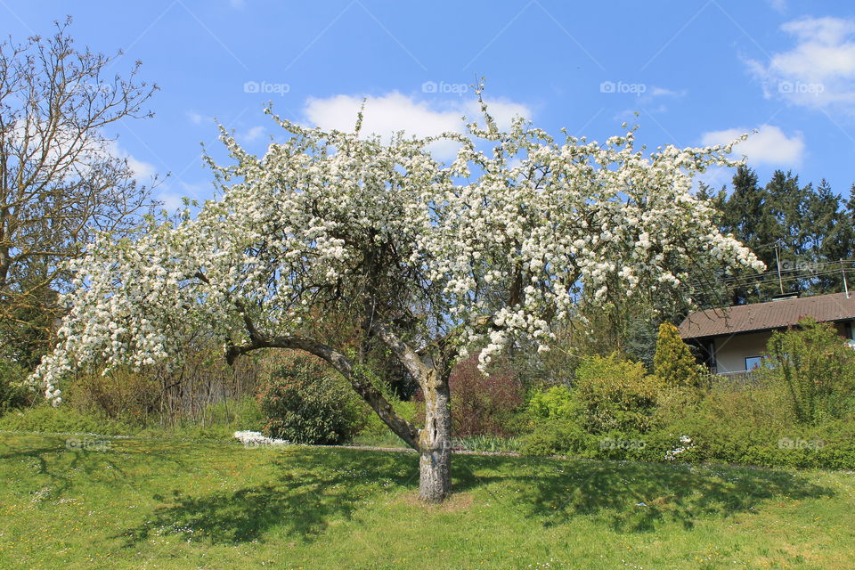 apple tree spring