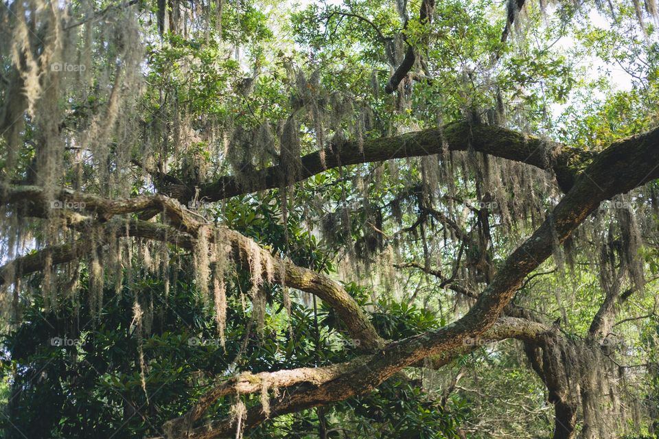 Spanish moss 