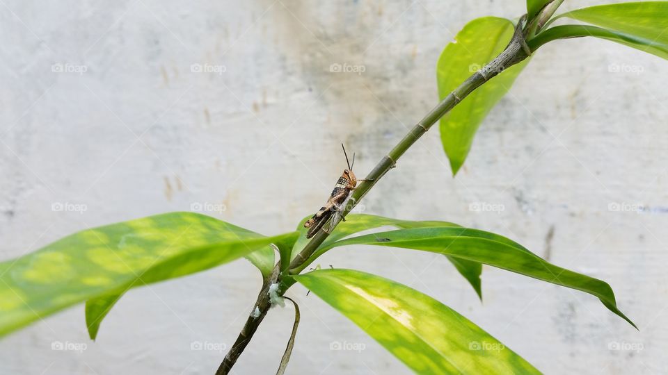 grasshopper on a leaf