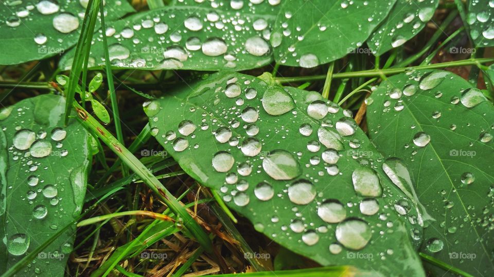 drops of dew on the leaves of plants