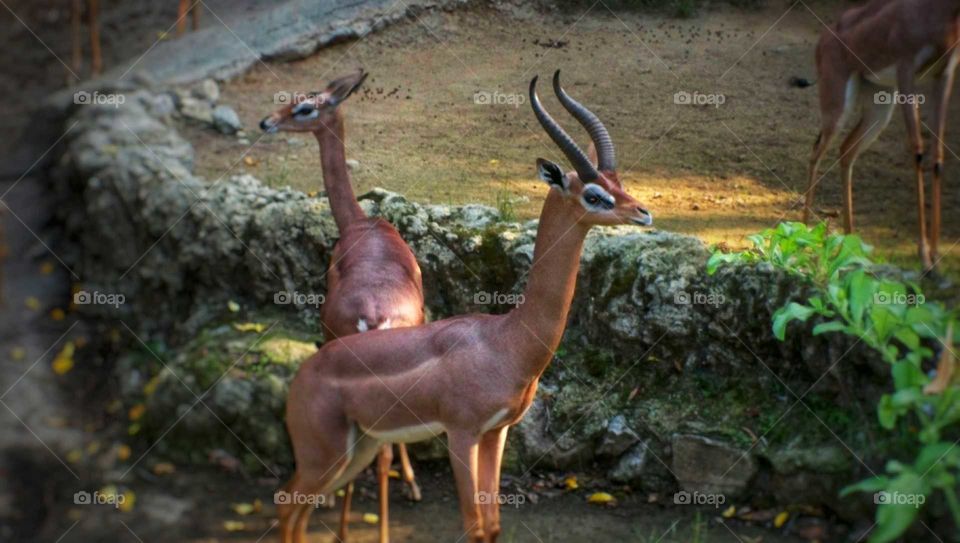 Gazelles