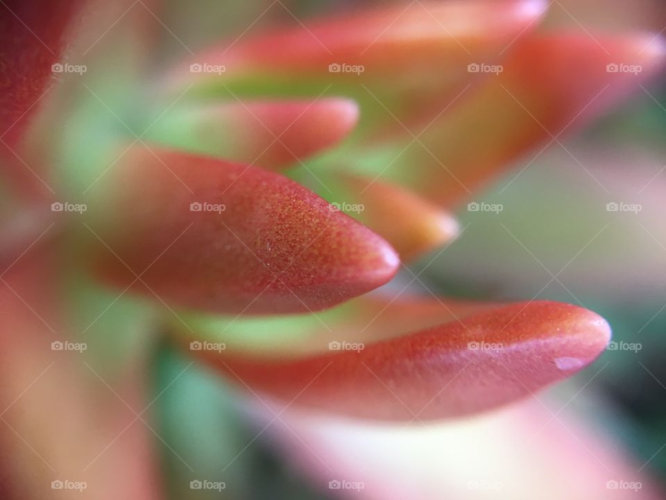 Succulent closeup