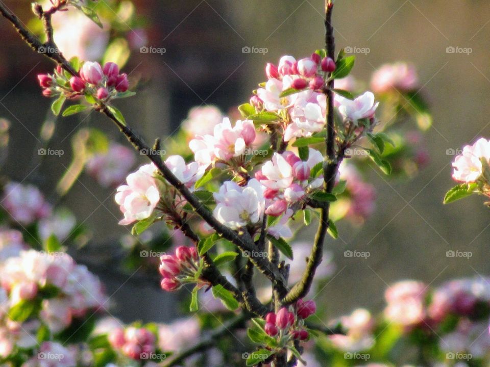 pretty apple blossom