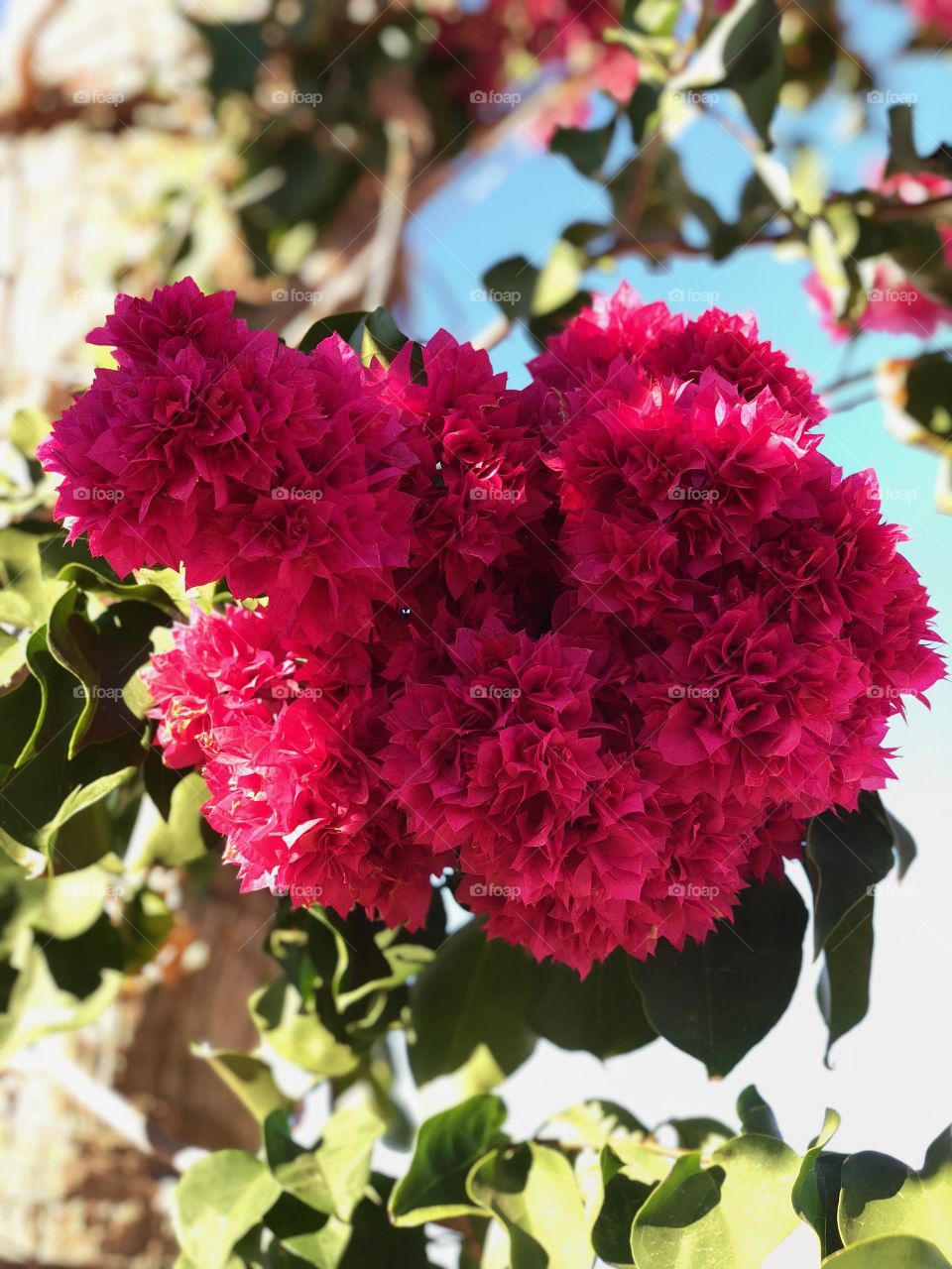 Double bougainvillea 