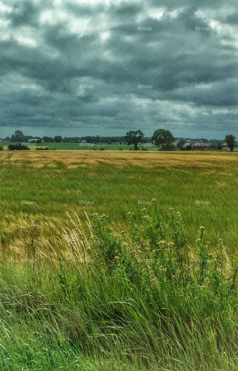 Grey sky over the fields