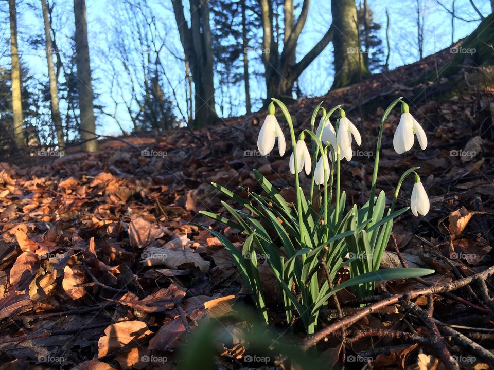 Flowers in lovely spring
