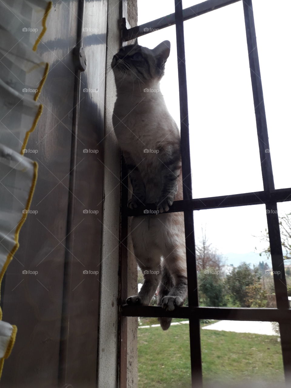 climbing the window