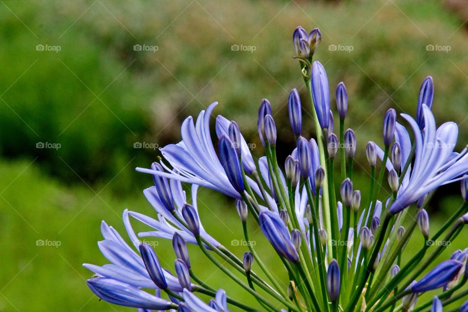 blue flowers in the garden