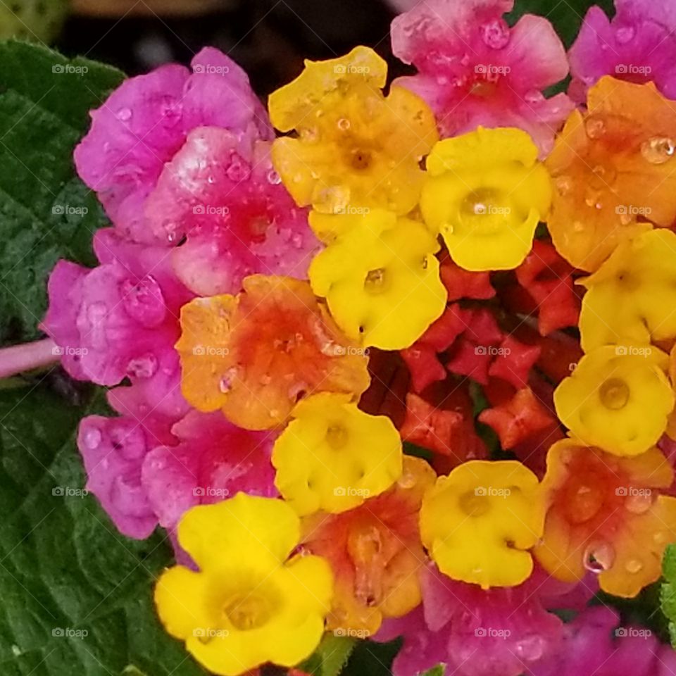 Nature's most inner beauty