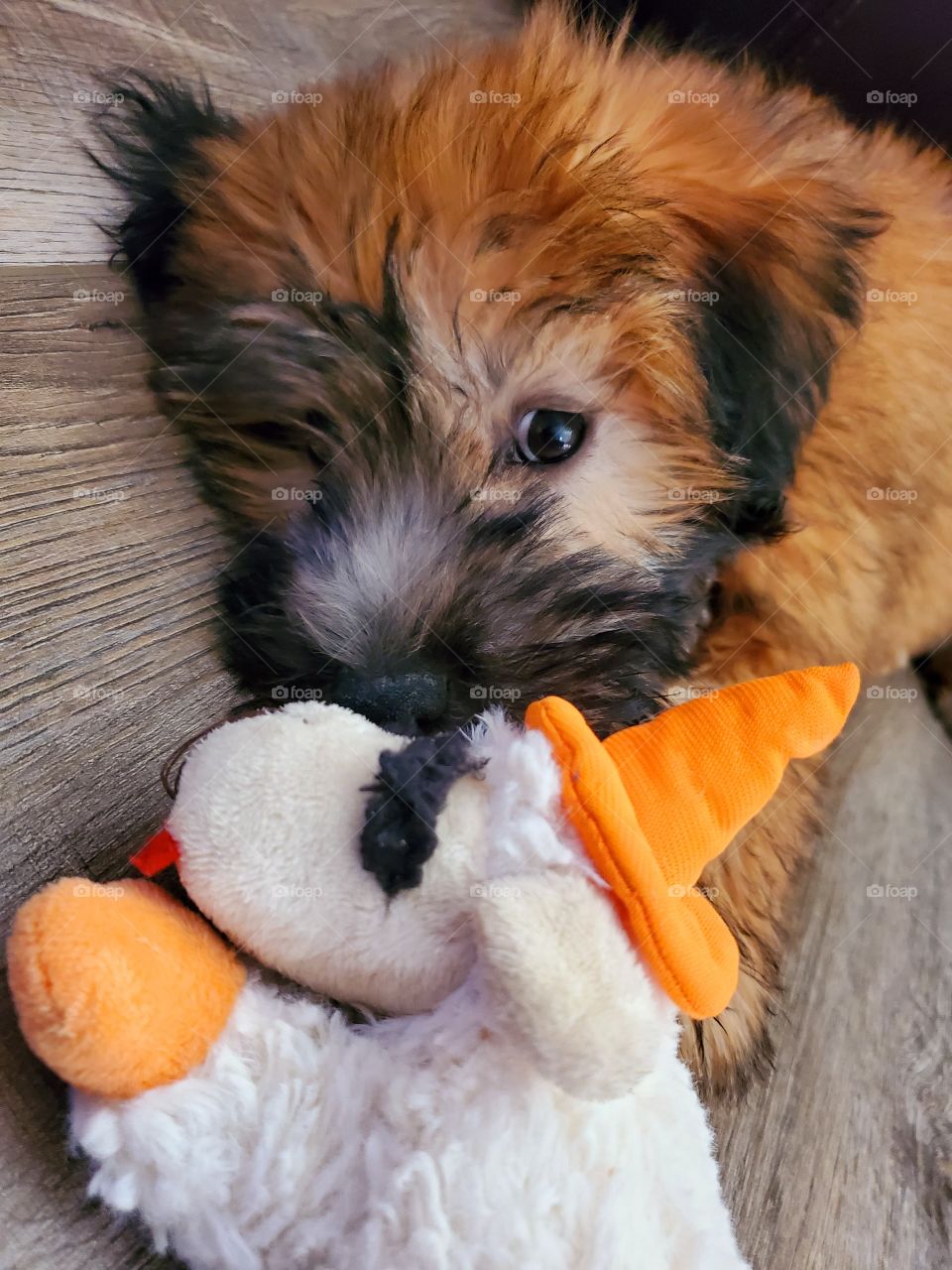 Our adorable soft coated wheaten puppy Daisy