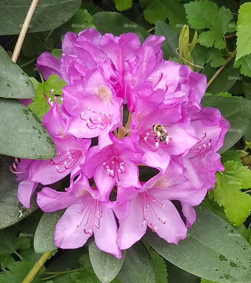 Rhododendron bush with a bumble bee collecting nectar