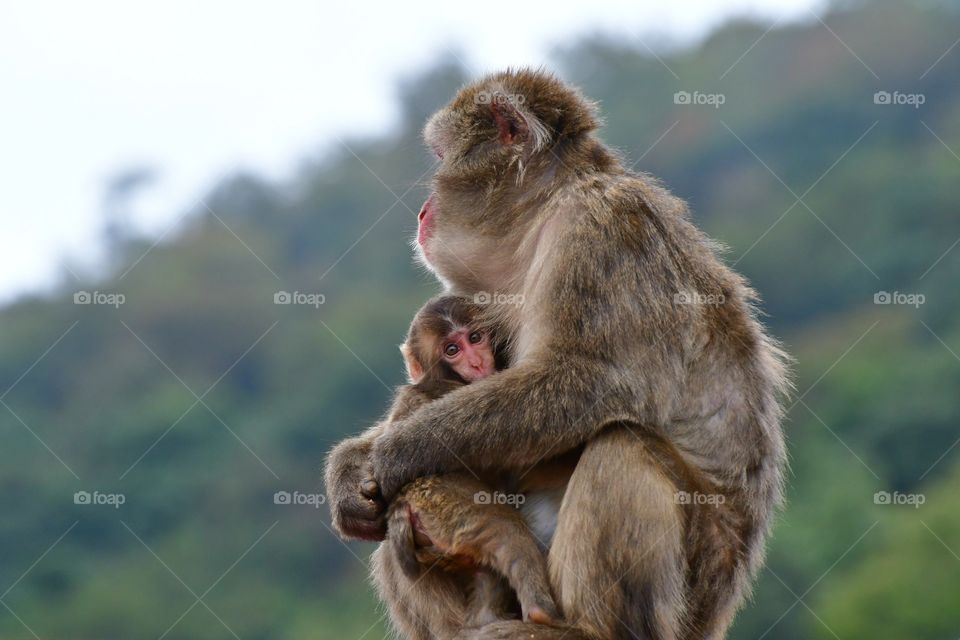 Macaque with baby