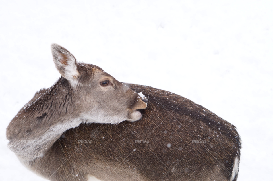 snow winter deer grooming by lexlebeur