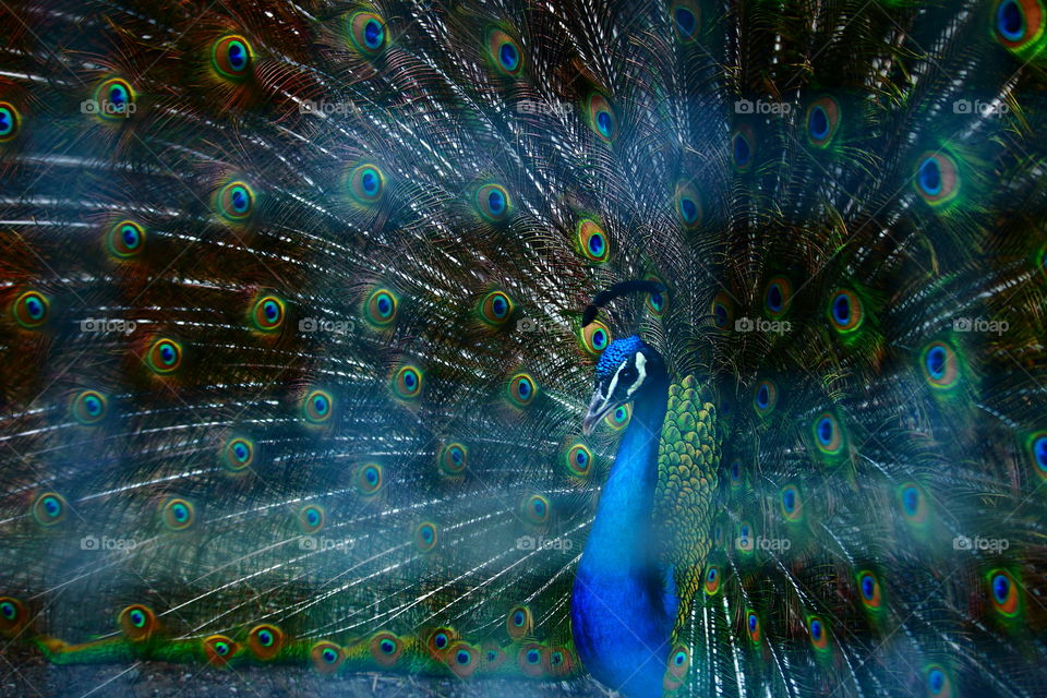 Peacock