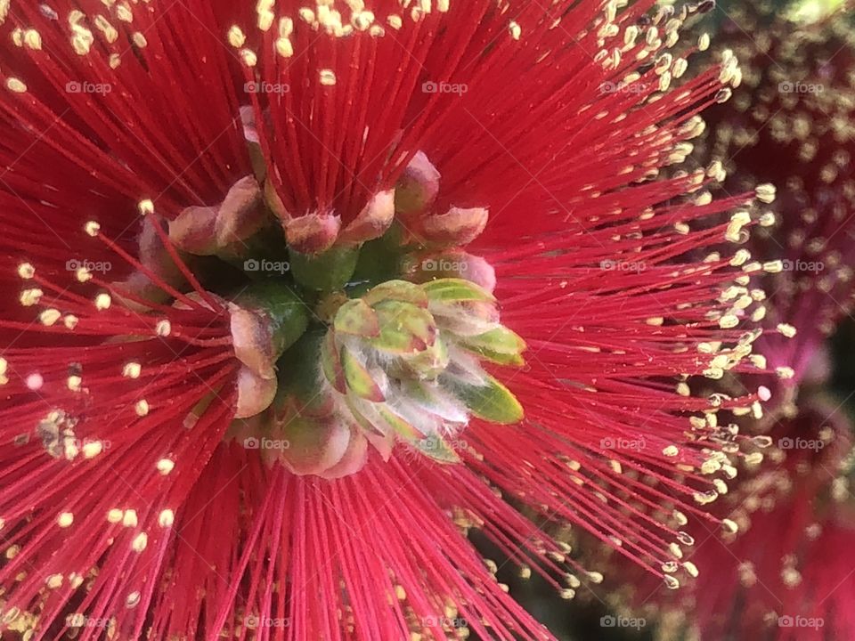 No Person, Bright, Color, Celebration, Nature