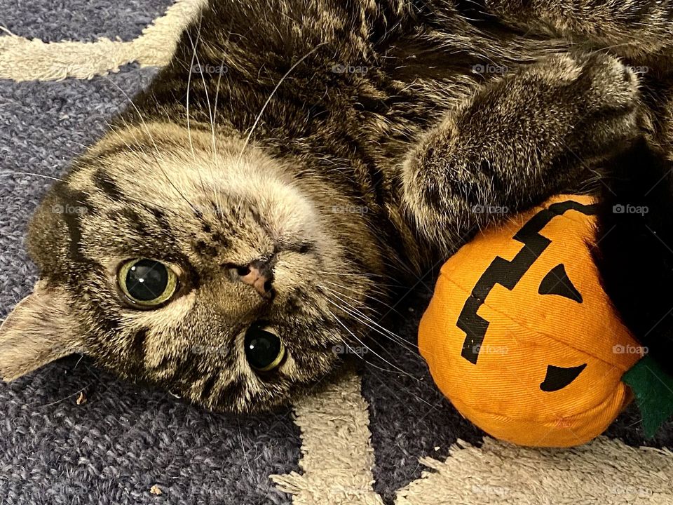 A brown tabby cat playing with a pumpkin catnip toy