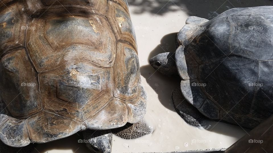 Turtle, Tortoise, Reptile, Shell, Slow