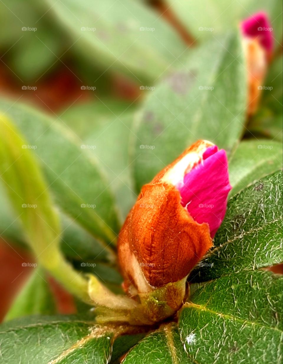 pink azealia bud