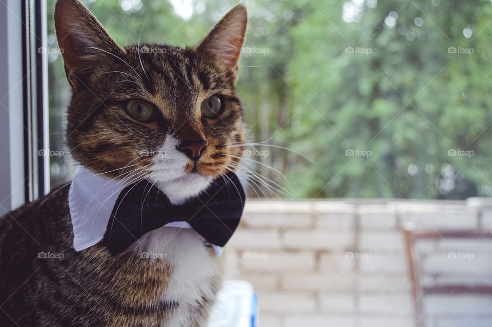 The house is always more cozy, brighter and more joyful when you have a furry friend waiting for you in it.