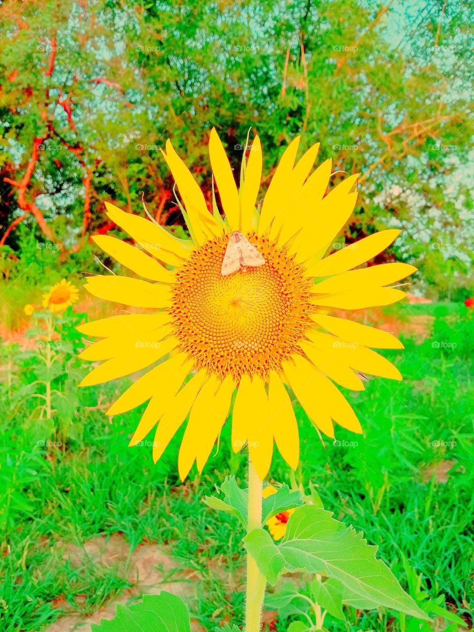 sunflower photography