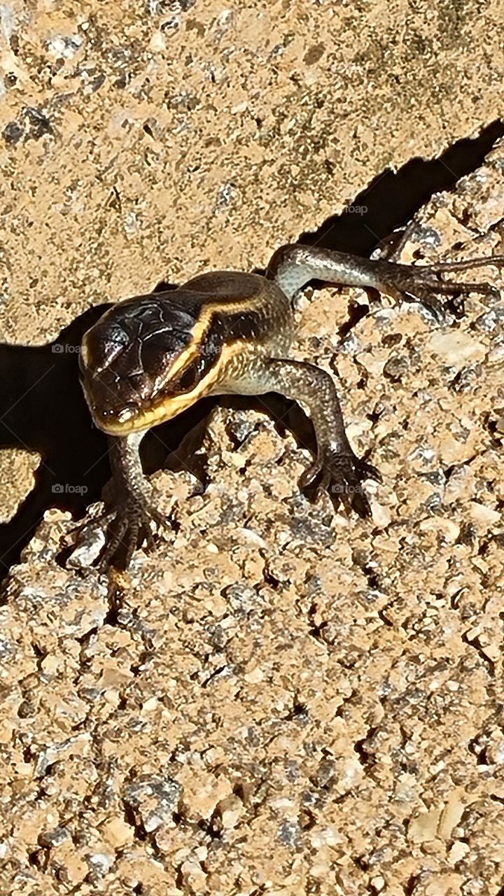 close-up of a skink.