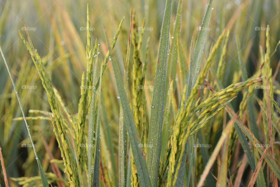 Close-up of rice plant