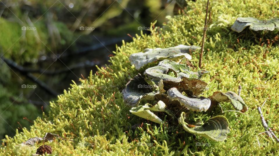 Swiss Forest Moss Dägimoos 