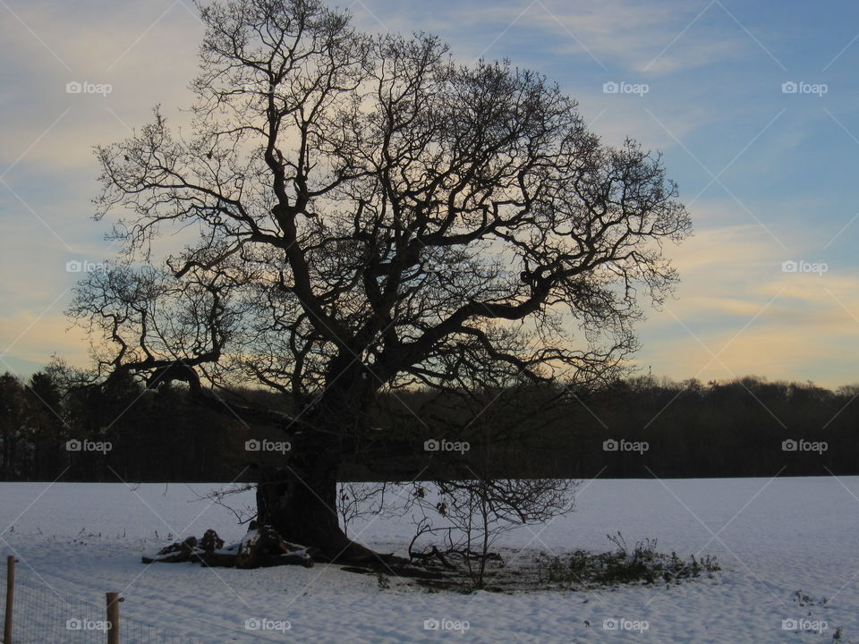 Tree, Winter, Landscape, Snow, Cold