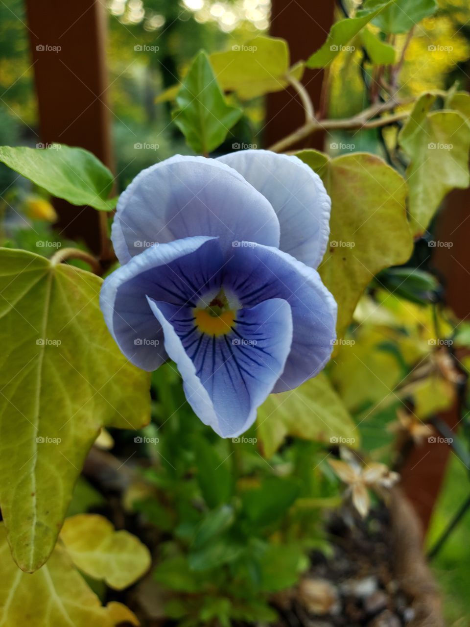 Beautiful purple pansy