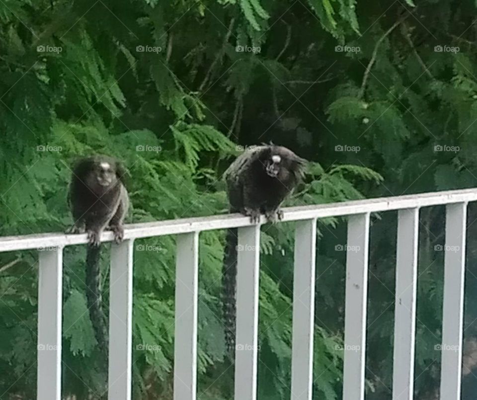little monkeys by the city river