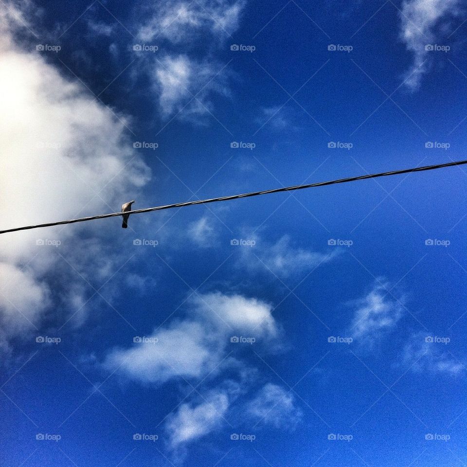 Bird on a wire