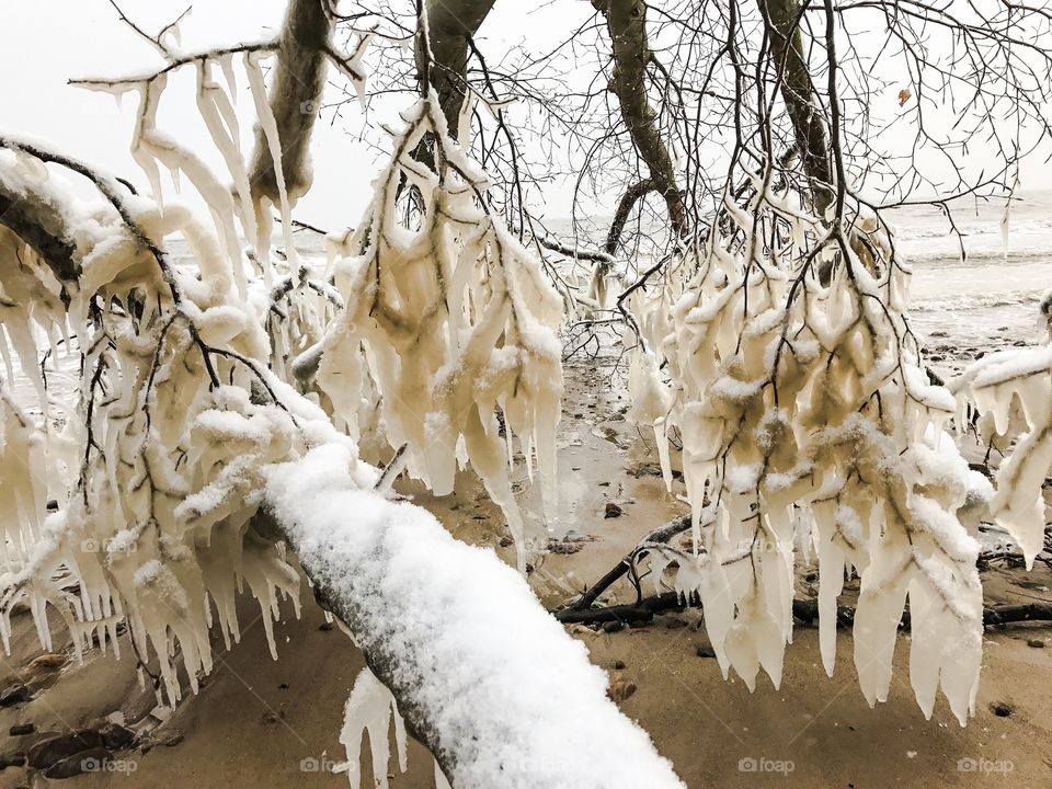 Winter, Tree, Snow, Nature, Cold