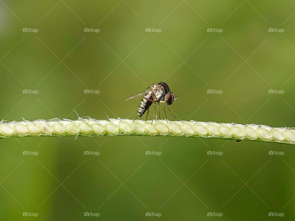 Humpback fly on the grass.