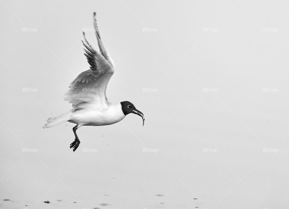 Black-headed gull takes off from the sea water with freshly caught small fish in its mouth on Baltic Sea in Espoo, Finland