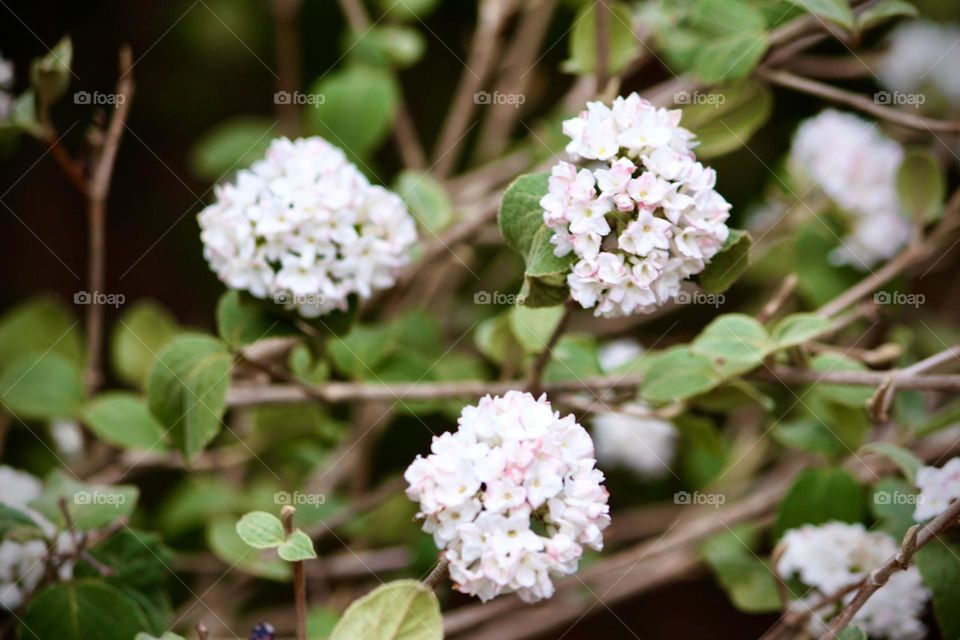 Pinkish blooms