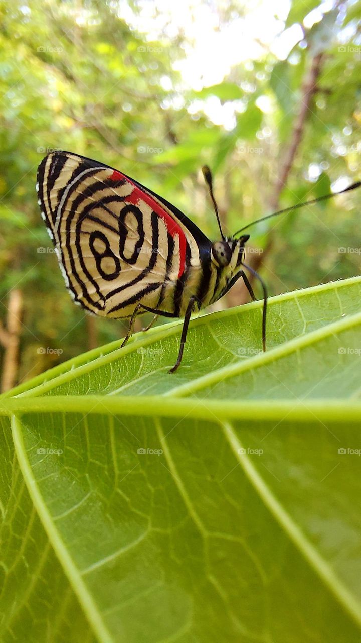 Borboleta singela, muito linda! sugando o frescor da manhã que a folha verde oferece.