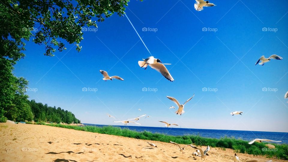Flights by the Baltic Sea coast, St. Petersburg, Russia